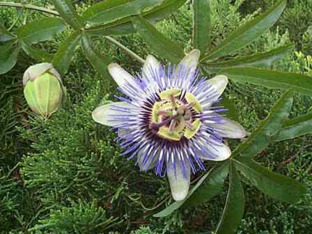 Passiflora caerulea