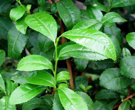 Camellia chinensis