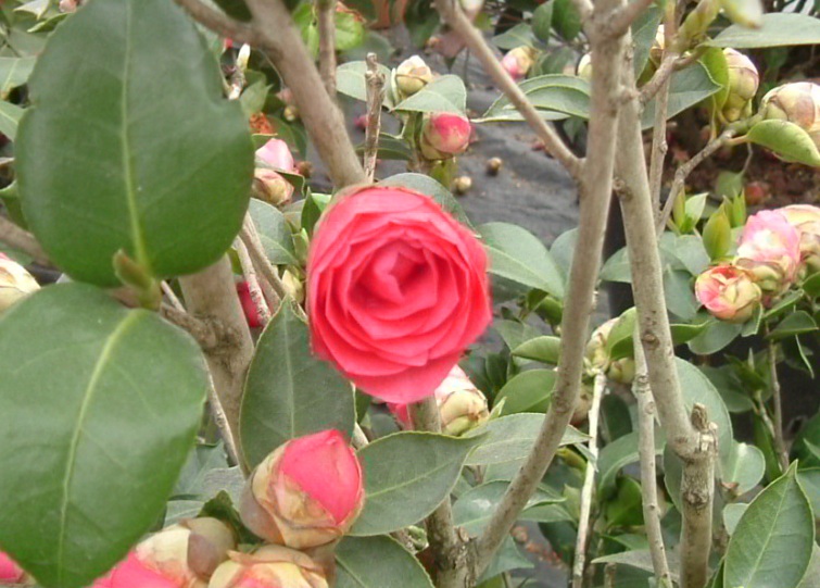 Camellia japonica