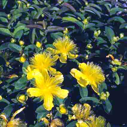 Hypericum calycinum