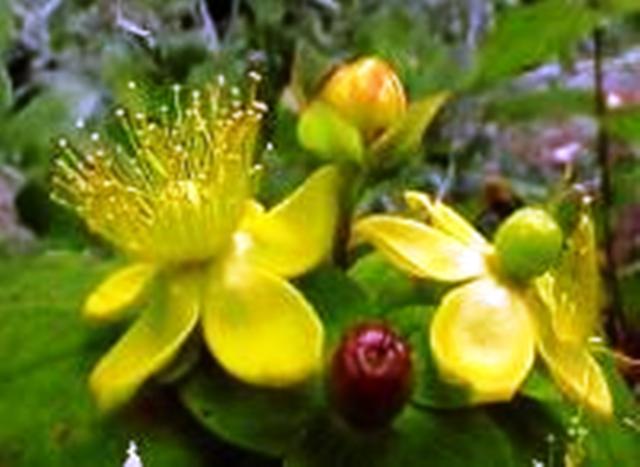 Hypericum elatum