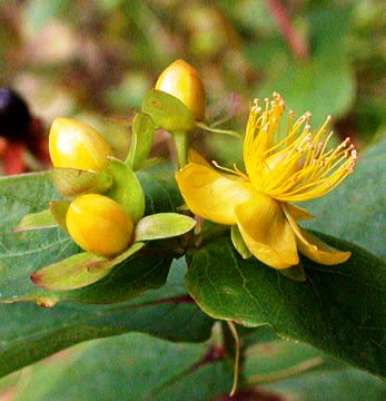 Hypericum androsaemum