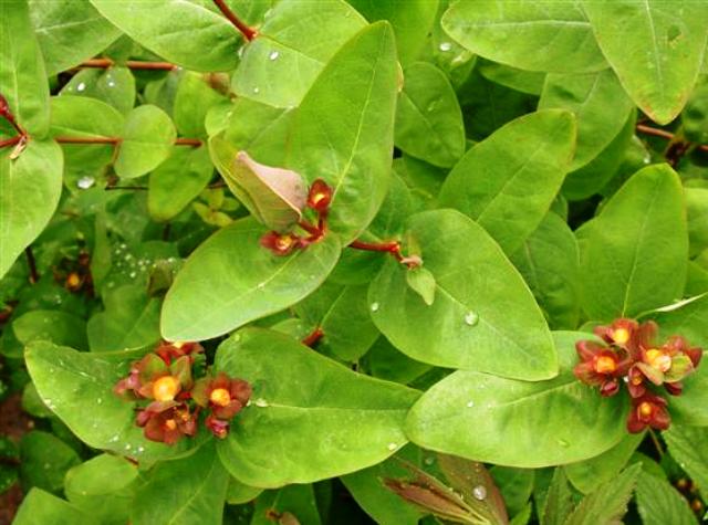 Hypericum mosarianum