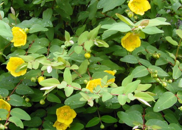 Hypericum patulum