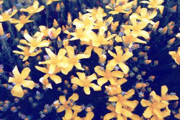 Hypericum polyphyllum
