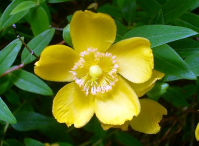 Hypericum rhodopaeum
