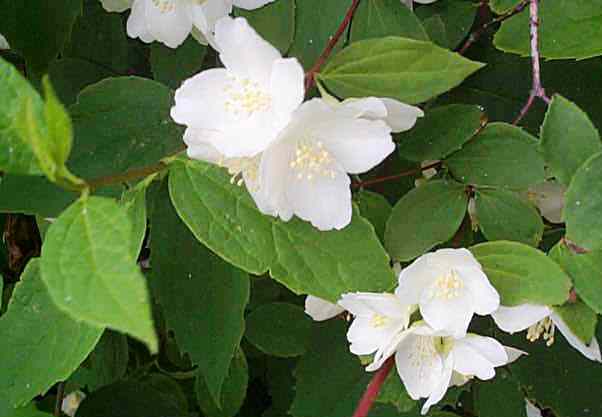 Philadelphus coronarius