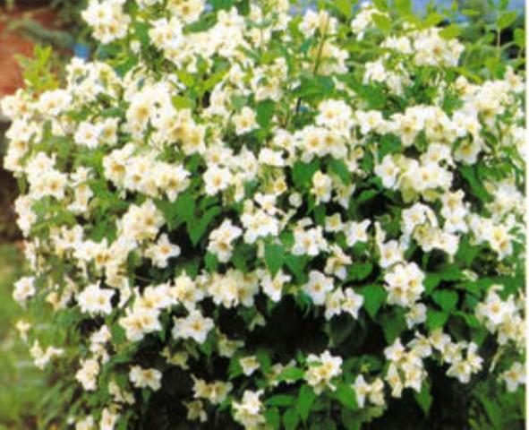 Philadelphus lemoinei