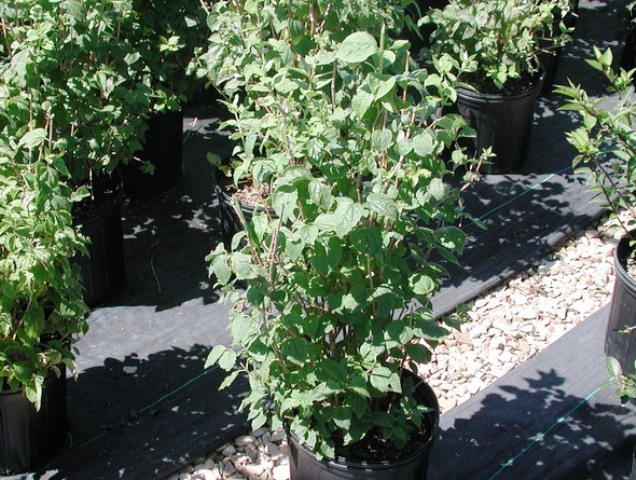 Philadelphus virginalis