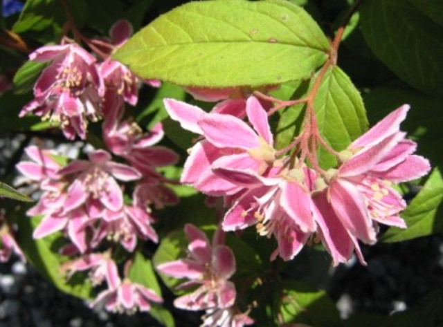 Deutzia gracilis 'aurea'