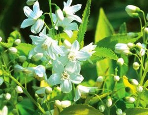 Deutzia gracilis