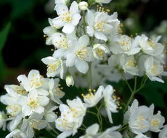 Deutzia lemoinei