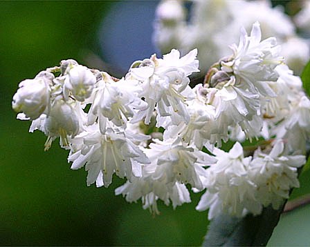 Deutzia rosea