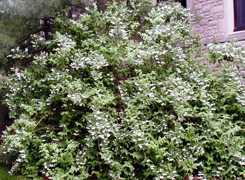 Deutzia scabra