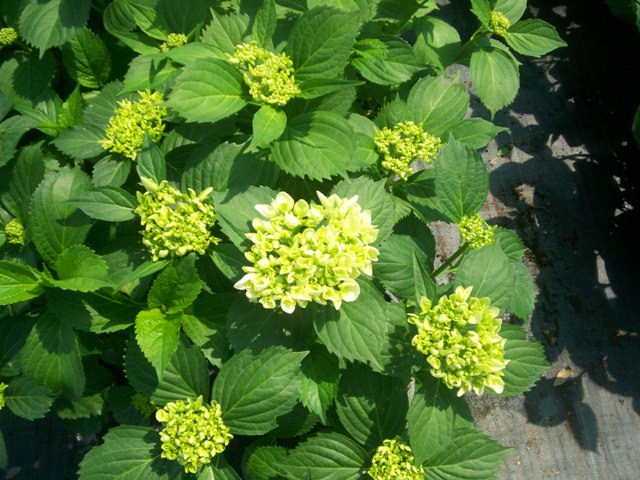 Hydrangea macrophylla