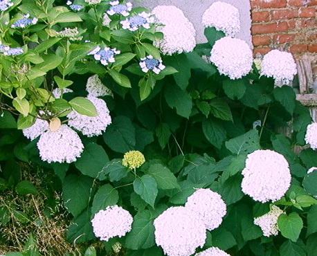 Hydrangea arborescens
