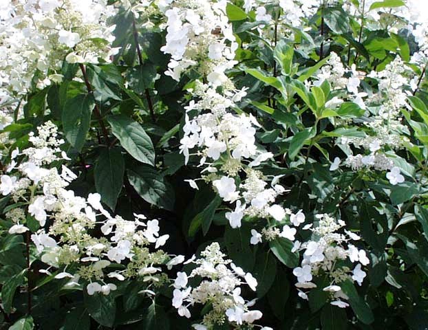 Hydrangea paniculata
