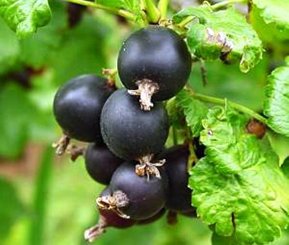 Ribes nigrum