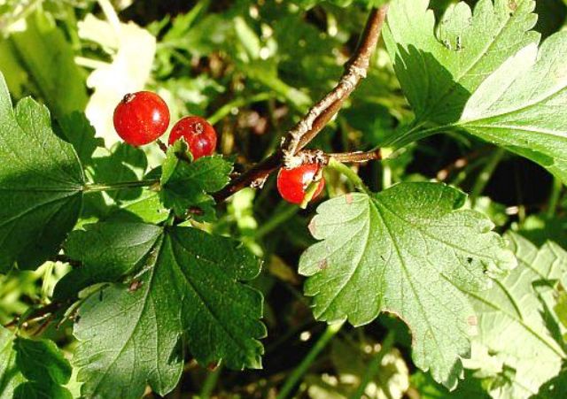 Ribes alpinum