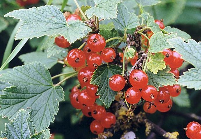 Ribes rubrum