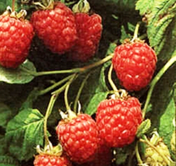 Rubus idaeus