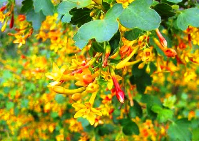 Ribes aureum
