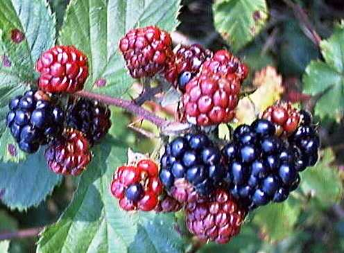 Rubus fruticosus