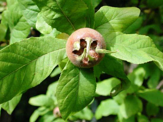 Mespilus germanica