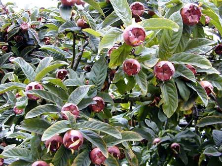 Mespilus germanica 'macrocarpa'