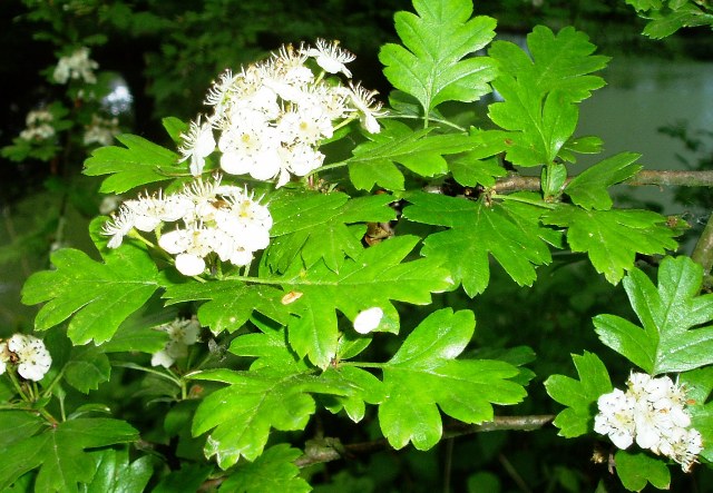 Crateagus monogyna