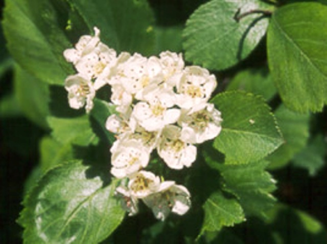 Crateagus monogynas 'aurea'