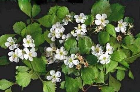 Crateagus monogynas 'microphylla'