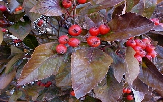 Crateagus oxyacantha
