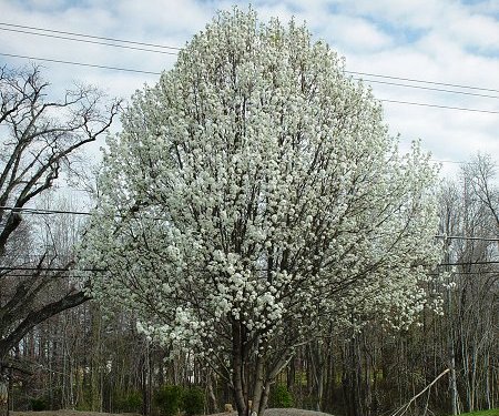 Pyrus elaegrifolia