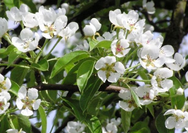 Pyrus communis