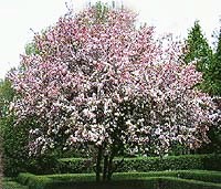 Malus floriunda