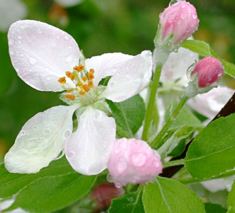 Malus pumila