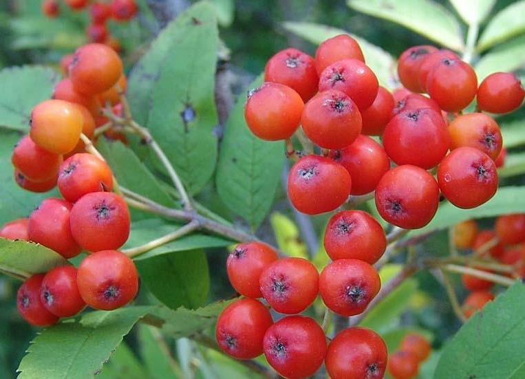 Sorbus aucuparia