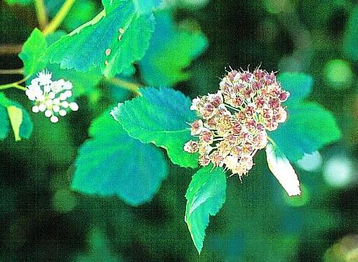 Sorbus torminalis