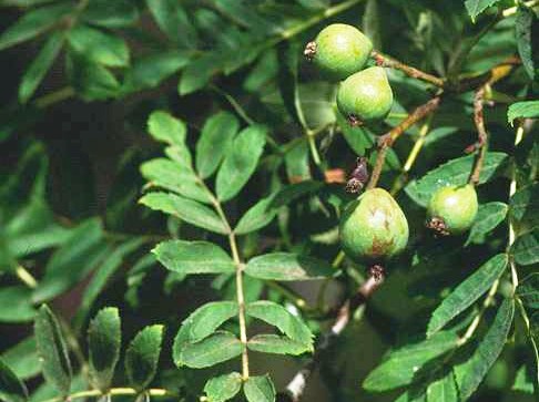 Sorbus domestica