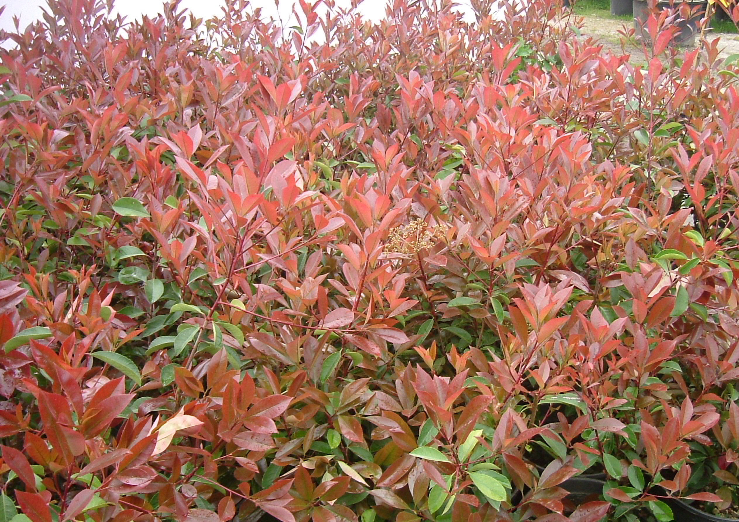 Photinia serrulata