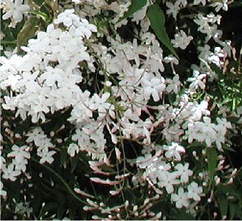 Jasminum officinale