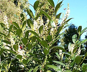 Prunus laurocerasus 'caucasica'