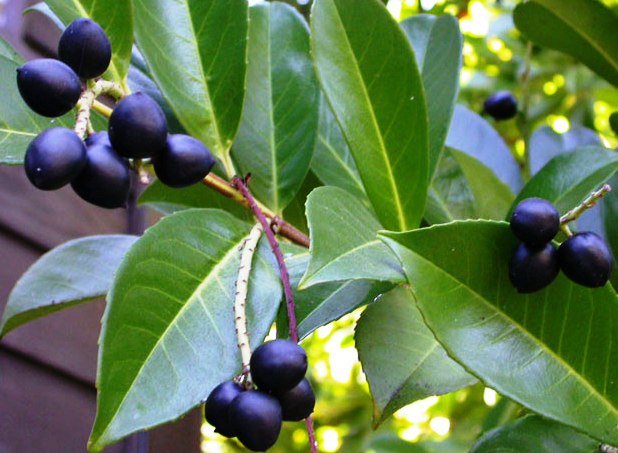 Prunus laurocerasus