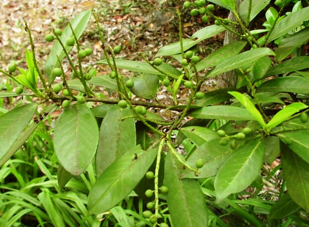 Prunus laurocerasus 'angustifolia'