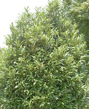 Prunus laurocerasus 'pyramidalis'
