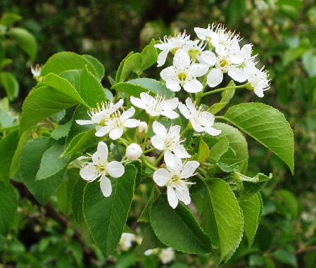 Prunus mahaleb