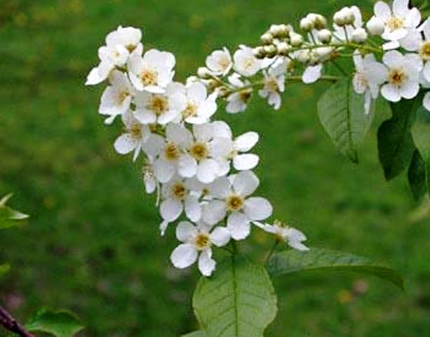 Prunus padus