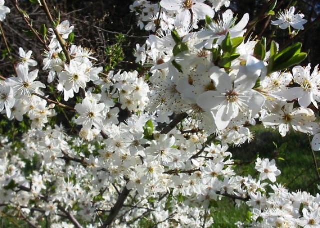Prunus spinosa