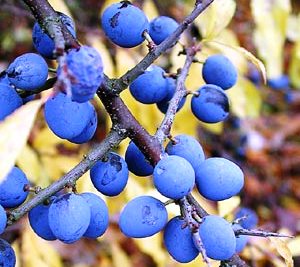 Prunus spinosa 'plena'